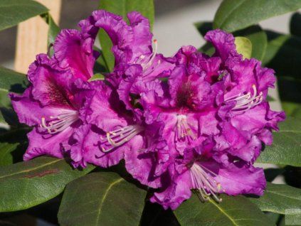 Rododendron 'Rasputin' (Balení kontejner C5)