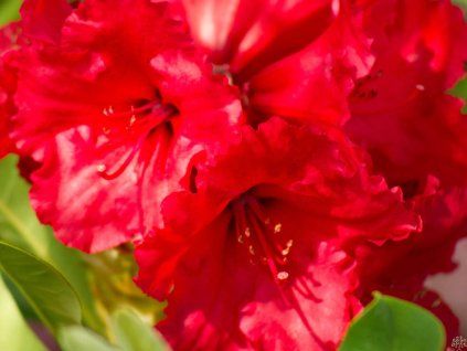 Rododendron 'Red Jack' (Balení kontejner p9)