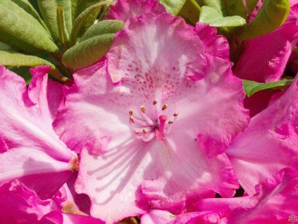 Rododendron 'Sternzauber' (Balení kontejner C5)