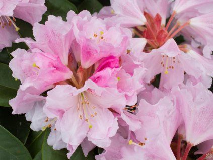 Rododendron 'Bouzov' (Balení kontejner C35)