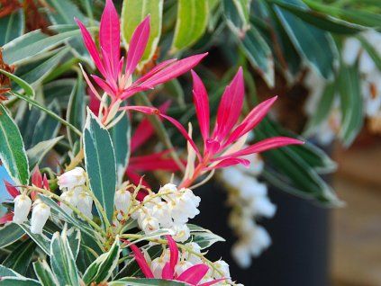 Pieris 'Flaming Silver' (Balení kontejner p9)