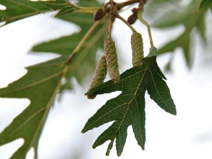 119513 3 lacinata