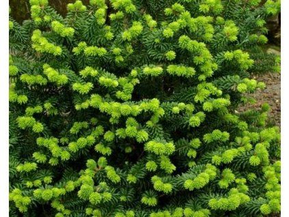 44310 1 jodła balsamiczna mała