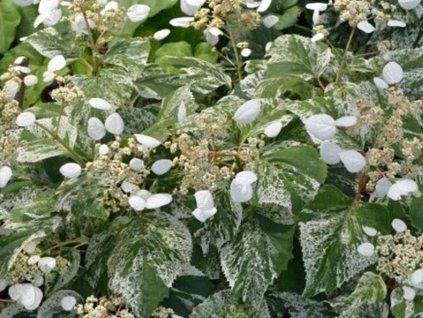 45660 2 burst of light