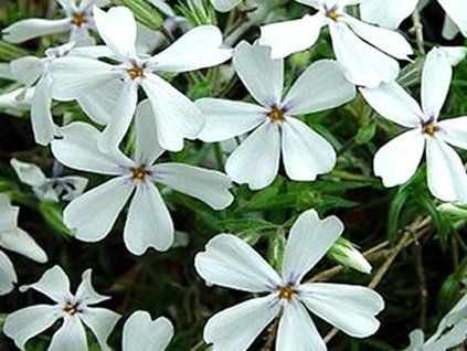 56103 1 white plam nka