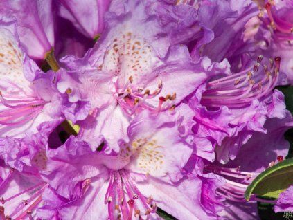 Rododendron 'Alfred' (Balení kontejner C5)