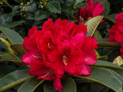 Rododendron 'Brisanz' (Balení kontejner C5)