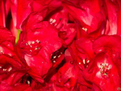 Rododendron 'Busuki' (Balení kontejner C5)