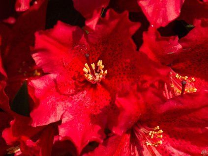 Rododendron 'Taragona' (Balení kontejner C5)