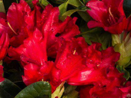 Rododendron 'Bengal' (Balení kontejner C5)