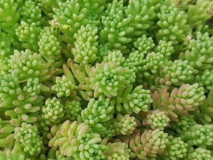58608 1 sedum