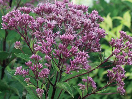 Sadec maculatum 'Phantom' - Eupatorium maculatum 'Phantom' (Balení kontejner C2)