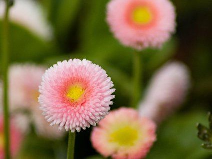 60555 1 rominete
