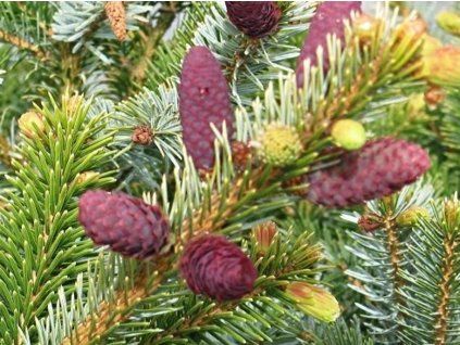 60981 2 smrk dvoubarevn