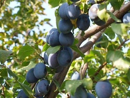 62799 svestka hamanova