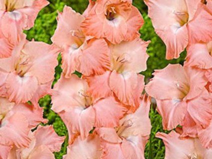 97943 spice and spain