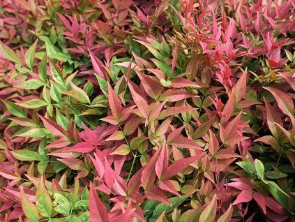 Nandina domácí (Balení kontejner C7)