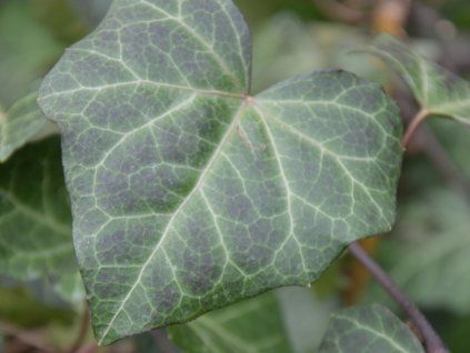 Břečťan popínavý 'Bialystok' (Balení kontejner C2)