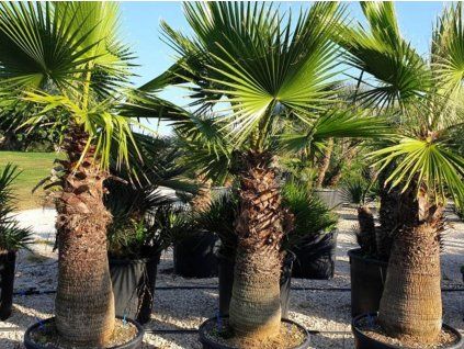 Washingtonie statná (Balení kontejner p14)