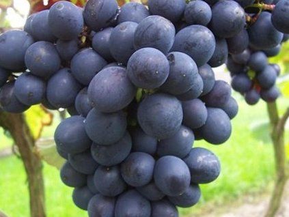 Réva vinná 'Ester' (Balení kontejner C2)