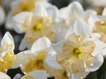 107090 1 narcis changing colours