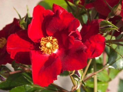 Růže 'Apache®' (Balení kontejner C2)