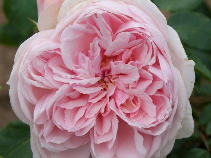 Růže 'Cinderella®' (Balení kontejner C2)