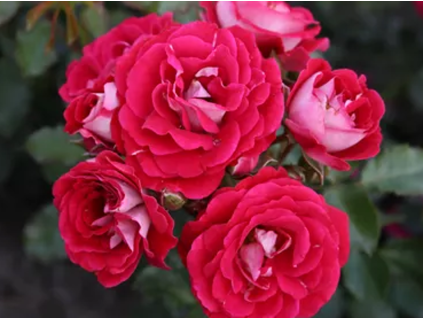 Růže 'Corazon®' (Balení kontejner C2)