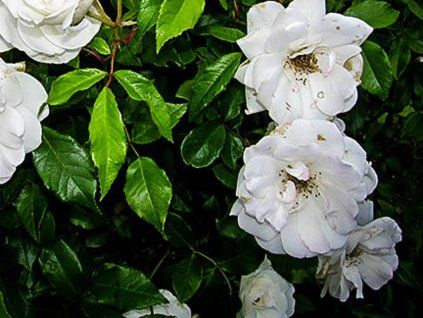 Růže 'Diamant®' (Balení kontejner C2)