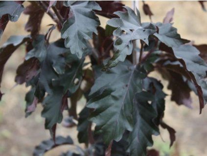 119828 1 purpurea 1