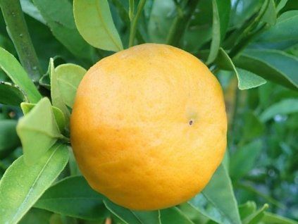 Mandarinka 'Changsha' (Balení kontejner C2)