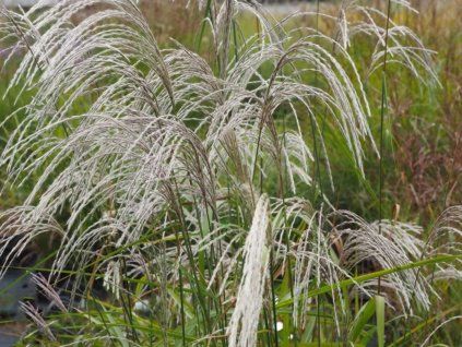 Ozdobnice čínská 'Memory' - Miscanthus sinensis 'Memory' (Balení kontejner C5)