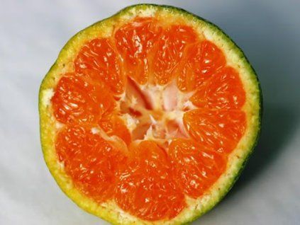 Mandarinka 'Hashimoto' (Balení kontejner C2)