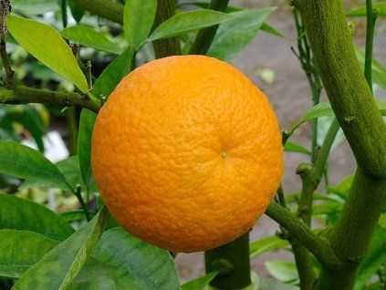 Mandarinka 'Nova' (Balení kontejner C2)