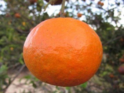 Mandarinka 'Sunburst' (Balení kontejner C2)