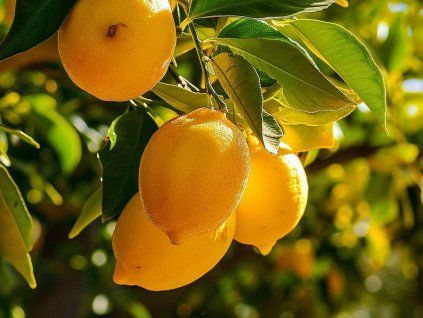 Citroník 'Dorshapo' (Balení kontejner C2)