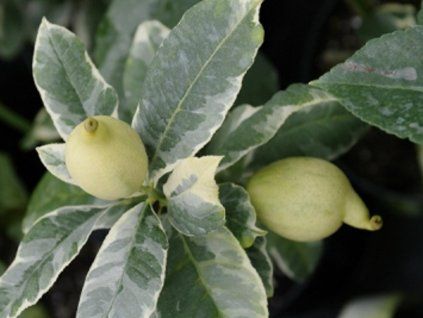 Cedrát 'Panache' (Balení kontejner C2)