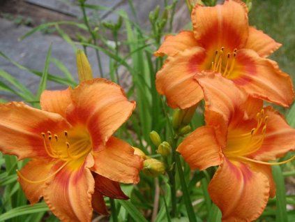 120546 1 orange denivka