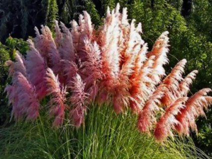 123137 1 rose plume