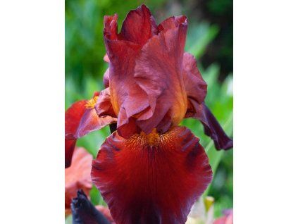 czerwone wino czerwone iris germanica