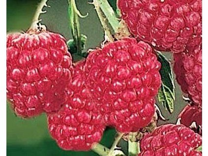 50568 50568 1 malinik fall red