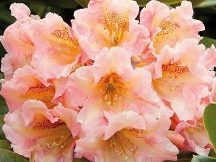 Rododendron 'Flautando' (Balení kontejner C5)