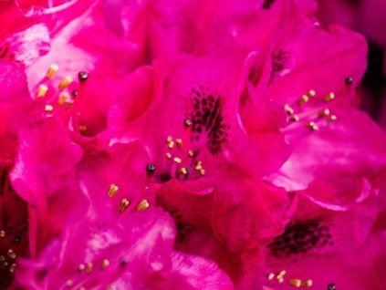 Rododendron 'Nova Zembla' (Balení kontejner C5)