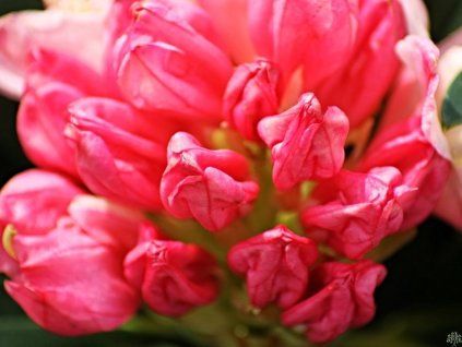 Rododendron 'Percy Wiseman' (Balení kontejner C5)