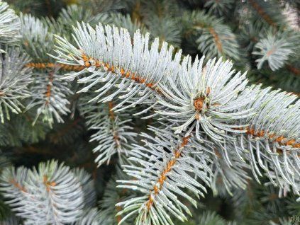 Smrk pichlavý 'Hoopsii' (Balení kontejner C5)