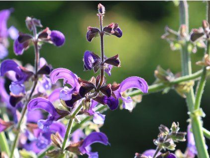 62373 salvej lucni salvia pratensis