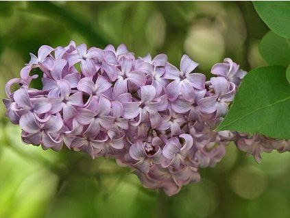 62511 1 vulgaris
