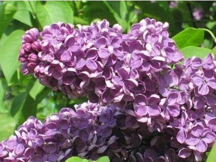 Šeřík obecný 'Amethyst' (Balení kontejner p9)