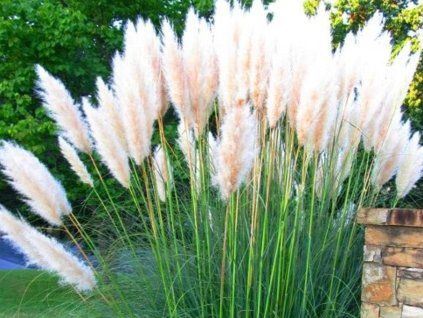102437 2 white plume