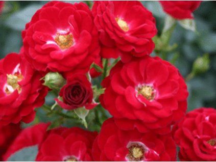 Růže 'Mandy®' (Balení kontejner C2)